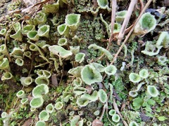 Cladonia humilis