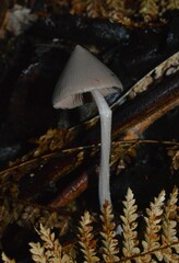 Entoloma canoconicum