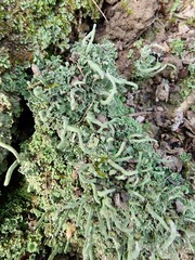 Cladonia humilis