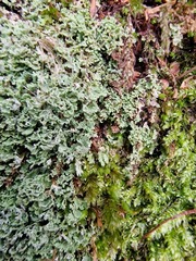 Cladonia caespiticia