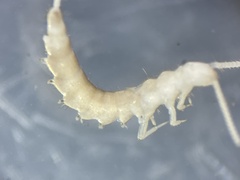 Diplura