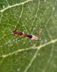 Bactrodes spinulosus