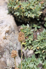 Petrophytum caespitosum caespitosum