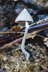 Entoloma canoconicum