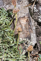 Petrophytum caespitosum caespitosum