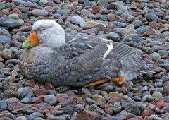 Tachyeres leucocephalus