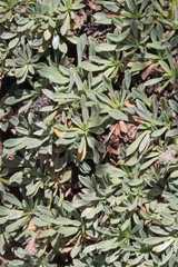 Petrophytum caespitosum caespitosum