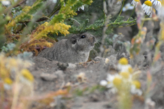 Ctenomys sericeus