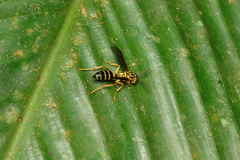 Agelaia multipicta