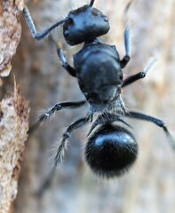 Polyrhachis punctiventris