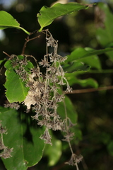 Homalium