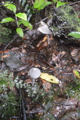 Entoloma canoconicum