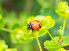 Hippodamia glacialis