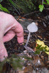Entoloma canoconicum