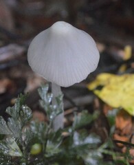 Entoloma canoconicum