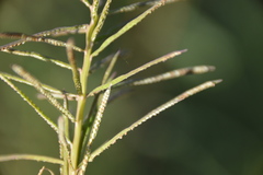 Paspalum repens