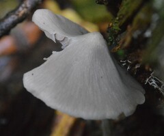 Entoloma canoconicum