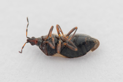Anthocoris nemoralis