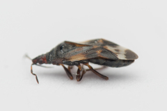 Anthocoris nemoralis