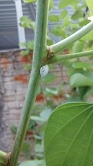 Aetalion reticulatum