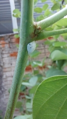 Aetalion reticulatum