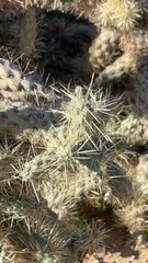 Cylindropuntia fulgida
