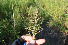 Paspalum repens