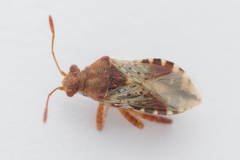 Rhopalus subrufus