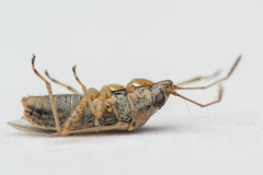 Nysius graminicola