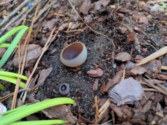 Phylloscypha phyllogena