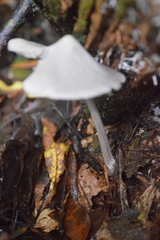 Entoloma canoconicum