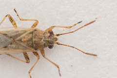 Nysius graminicola