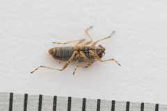 Nysius graminicola