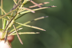 Paspalum repens