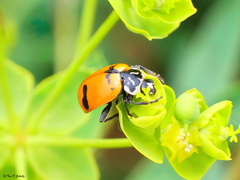 Hippodamia glacialis