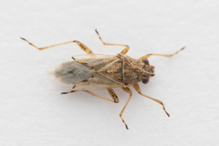 Nysius graminicola