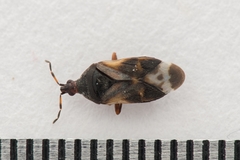 Anthocoris nemoralis