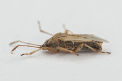 Nysius graminicola