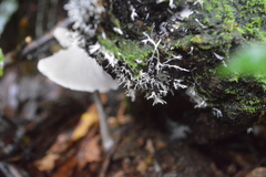 Entoloma canoconicum