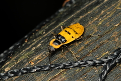 Chauliognathus missionum