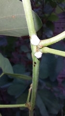 Aetalion reticulatum