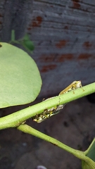 Aetalion reticulatum