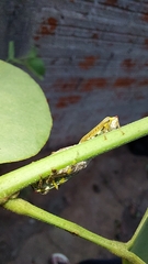 Aetalion reticulatum