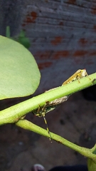 Aetalion reticulatum