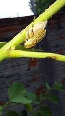 Aetalion reticulatum