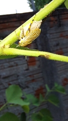 Aetalion reticulatum