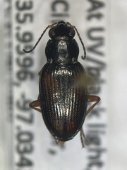Bembidion confusum