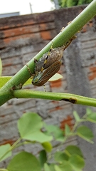 Aetalion reticulatum