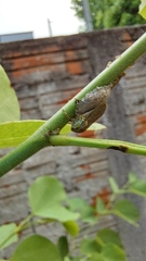 Aetalion reticulatum