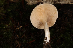 Clitopilus cystidiatus